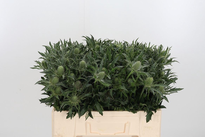 <h4>Eryn White Star</h4>