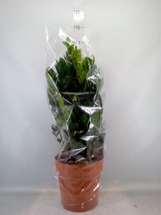 <h4>Zamioculcas zamiifolia</h4>