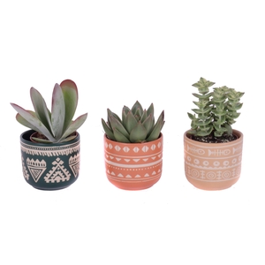 Succulenten mix 5,5 cm in vanuatu pot