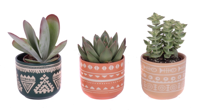 <h4>Succulenten mix 5,5 cm in vanuatu pot</h4>