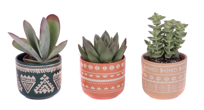 <h4>Succulenten mix 5,5 cm in vanuatu pot</h4>