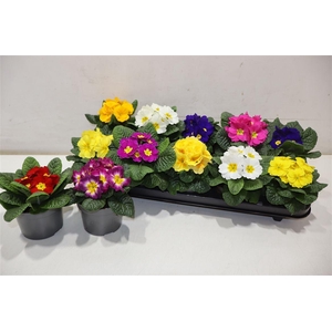 Prim Ac Paradiso Gem