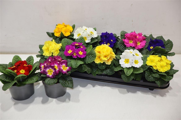 <h4>Prim Ac Paradiso Gem</h4>