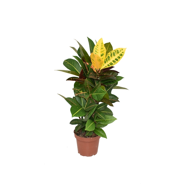 <h4>Croton Petra P14</h4>