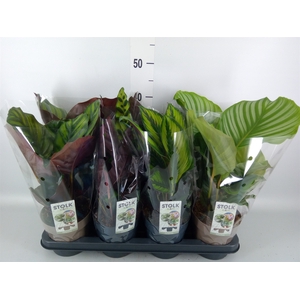 Calathea   ...mix 4