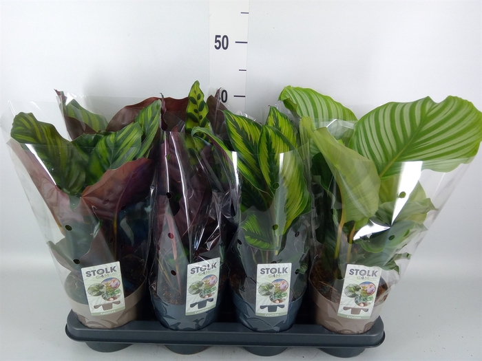 <h4>Calathea   ...mix 4</h4>