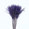 Dried Stipa Feather Milka
