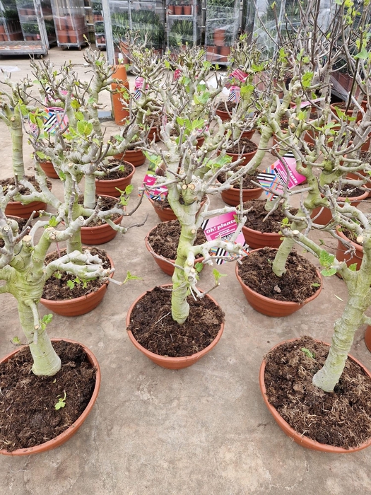 <h4>FICUS CARICA</h4>