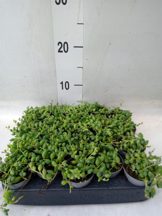 <h4>Senecio herreianus</h4>