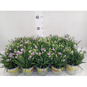 Dianthus allw. 'Lucky Lips Lena'