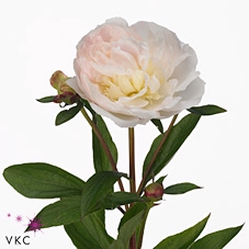 <h4>Paeonia florence nicholls</h4>