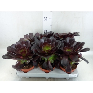 Aeonium arboreum 'Velours'