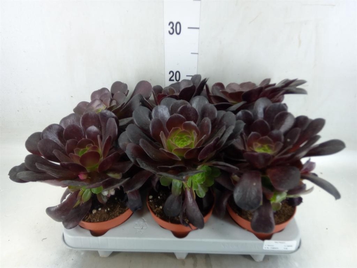 <h4>Aeonium arboreum 'Velours'</h4>