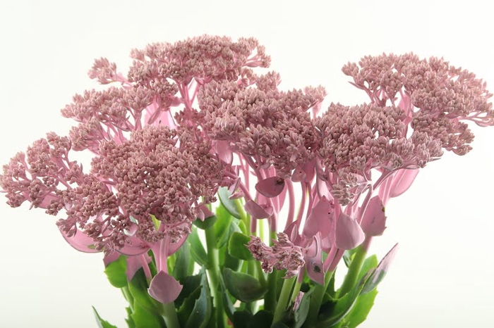 <h4>Sedum Klb Light Pink</h4>