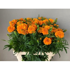 Tag E Promise Orange