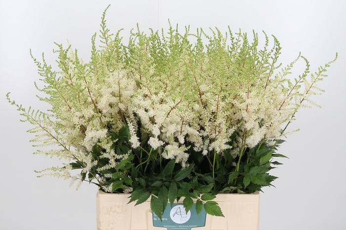 <h4>Astilbe Diamant</h4>