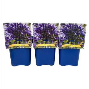 Agapanthus