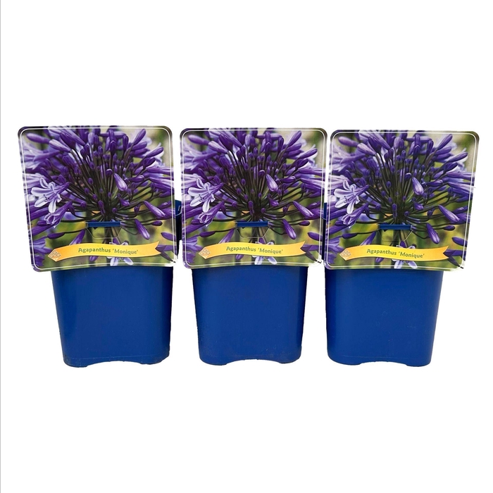 <h4>Agapanthus</h4>