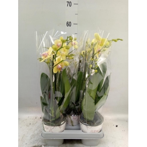 Phalaenopsis   ...mix