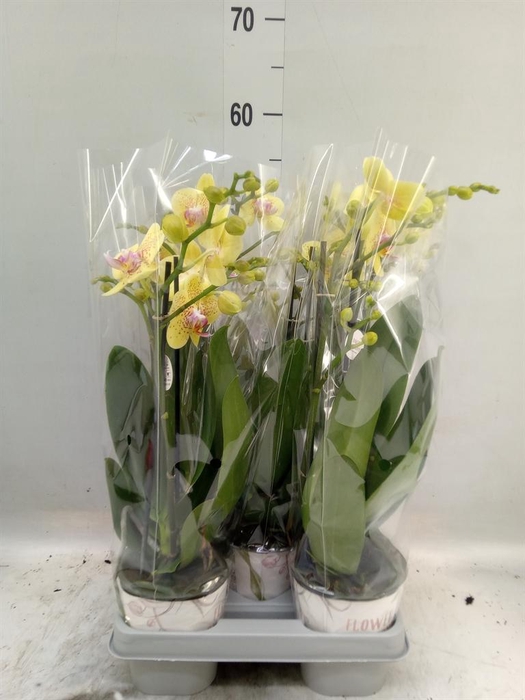 <h4>Phalaenopsis   ...mix</h4>