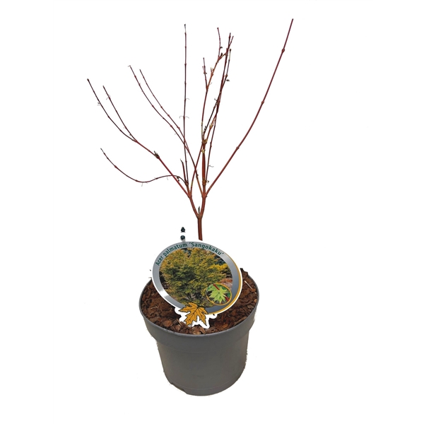 <h4>Acer palm. Sangokaku 40/50 C3</h4>