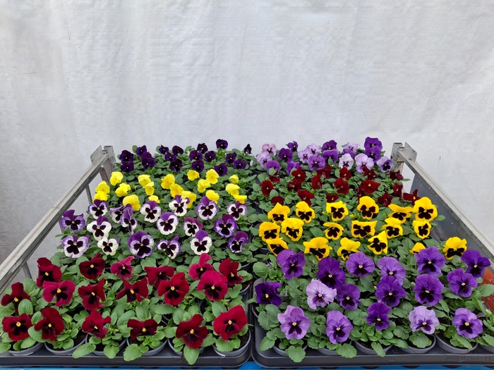 <h4>VIO WI DELTA GEM</h4>