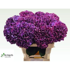 HYDRANGEA  'MAGICAL RUBYRED LILAC'