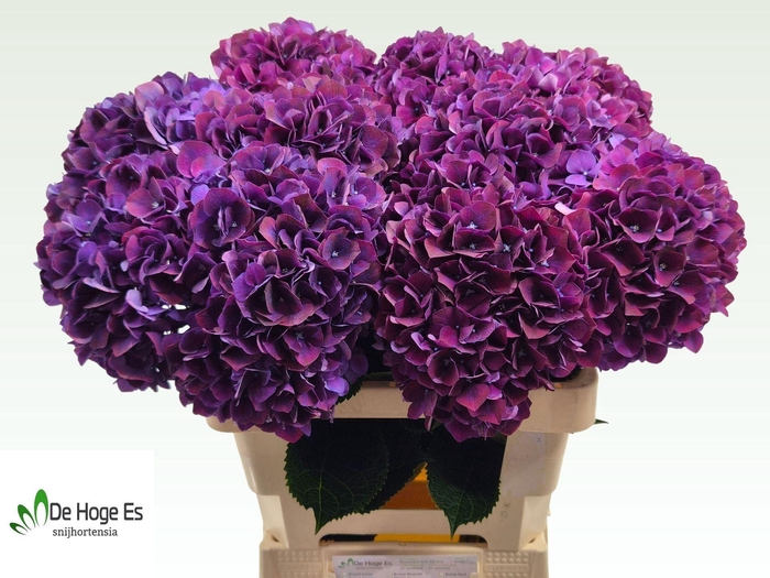 <h4>HYDRANGEA  'MAGICAL RUBYRED LILAC'</h4>