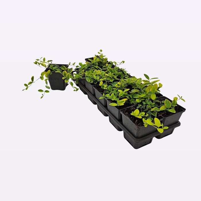 <h4>Vinca Minor 'Blue and Gold'</h4>