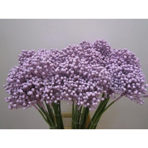 Allium Zaadbollen Licht Milka