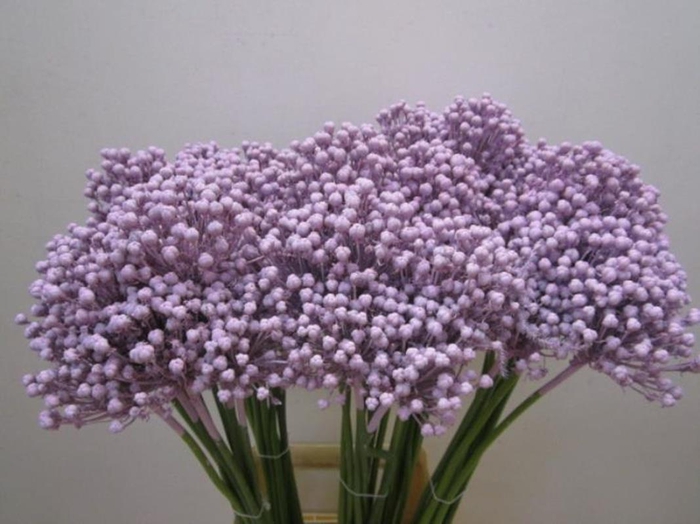 <h4>Allium Zaadbollen Licht Milka</h4>