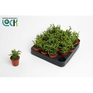 Crassula Licopodioides