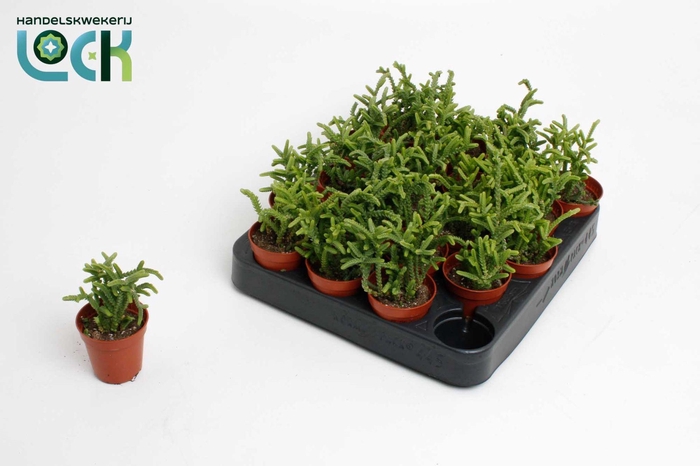<h4>Crassula Licopodioides</h4>