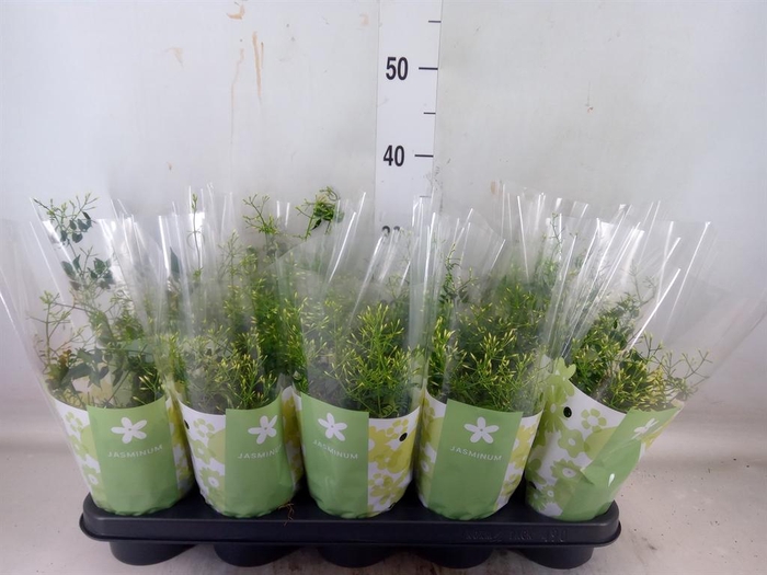 <h4>Jasminum polyanthum</h4>