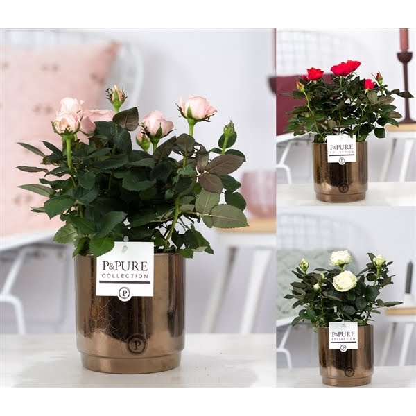 <h4>Rosa gemengd in P&PURE Juliette ceramics goldbronze</h4>