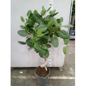 Ficus benghalensis 'Audrey'