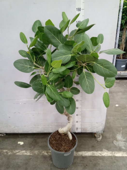 <h4>Ficus benghalensis 'Audrey'</h4>