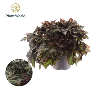 Begonia heracleifolia Vampire