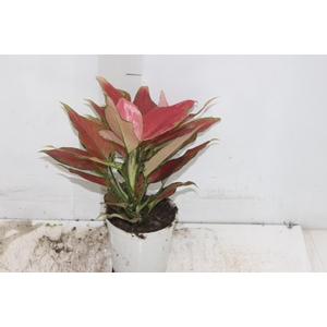 AGLAONEMA CHERRY BABY P12
