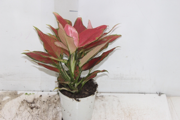 <h4>AGLAONEMA CHERRY BABY P12</h4>