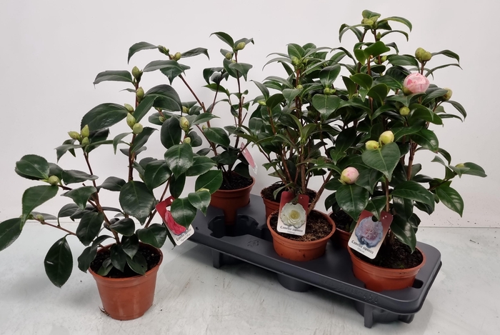 <h4>CAMELLIA JAPONICA</h4>