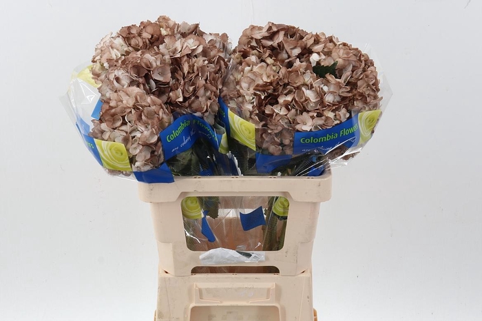 <h4>Hydr Coffee</h4>