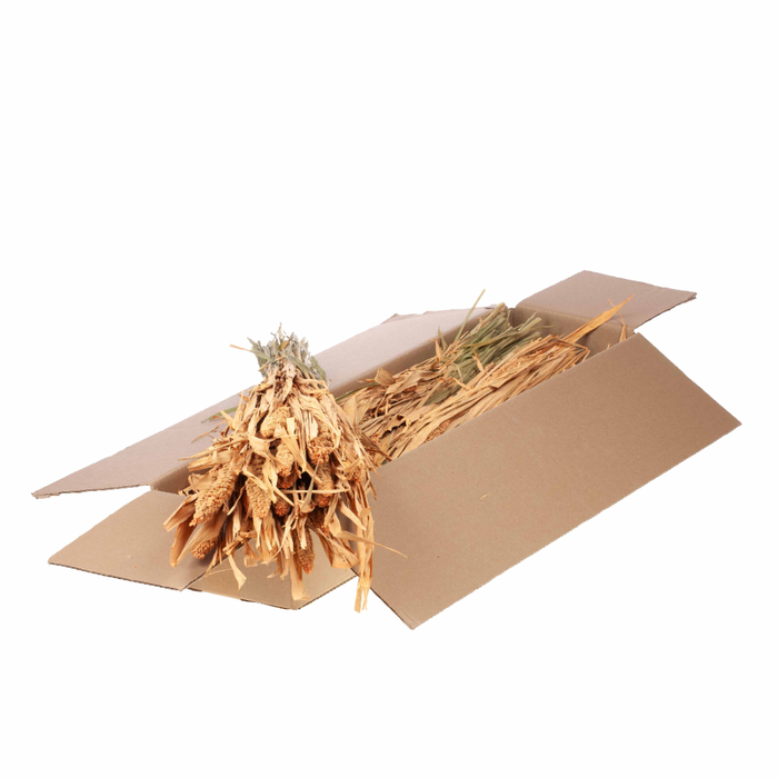 <h4>Setarea Italica Sb Coral Misty</h4>