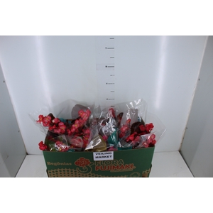 BEGONIA VIKING P15 VARIADO