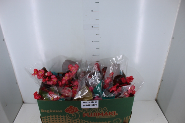 BEGONIA VIKING P15 VARIADO