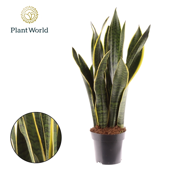 <h4>Sansevieria Laurentii XL</h4>