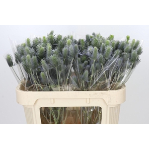 Eryngium Electric Dynamite