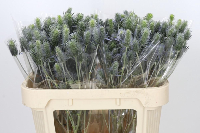 <h4>Eryngium Electric Dynamite</h4>
