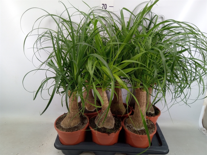 <h4>Beaucarnea recurvata</h4>