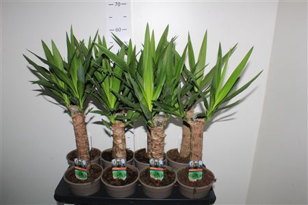 <h4>Yucca 30 Cm Meerkop</h4>